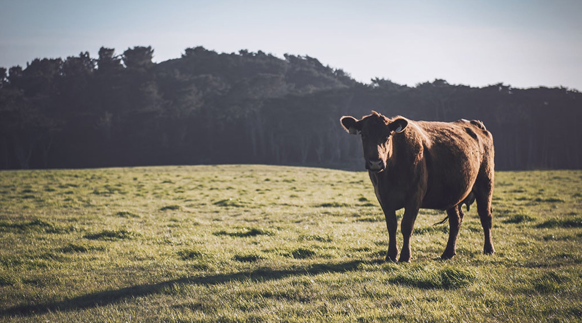 Cow standing in field